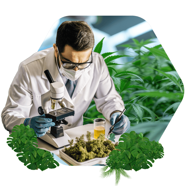 Cannabis-EQMS