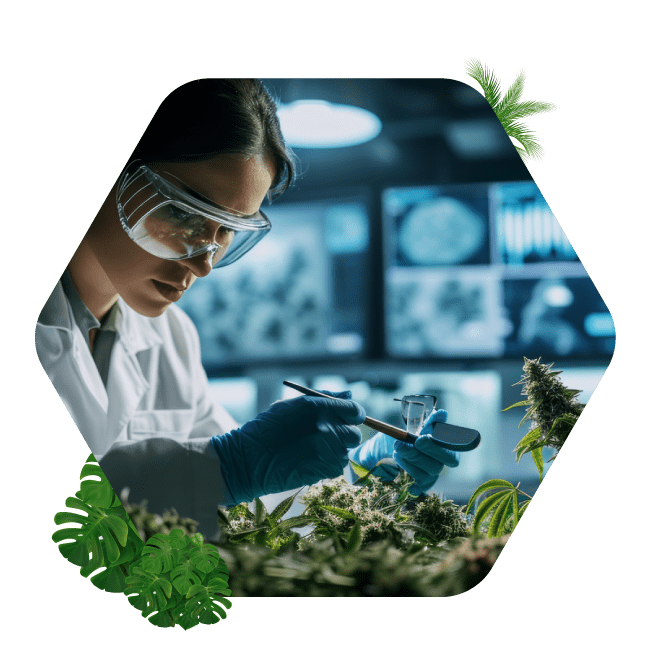 Need for Quality in Cannabis